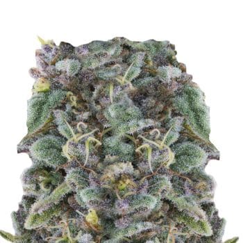Zkittlez bud detail