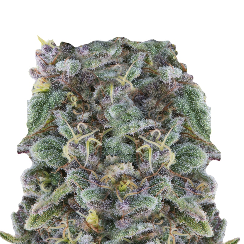Zkittlez Feminized by Growers Choice Seeds (2) Zkittlez bud detail
