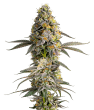 Zkittlez Feminized by Growers Choice Seeds (2)