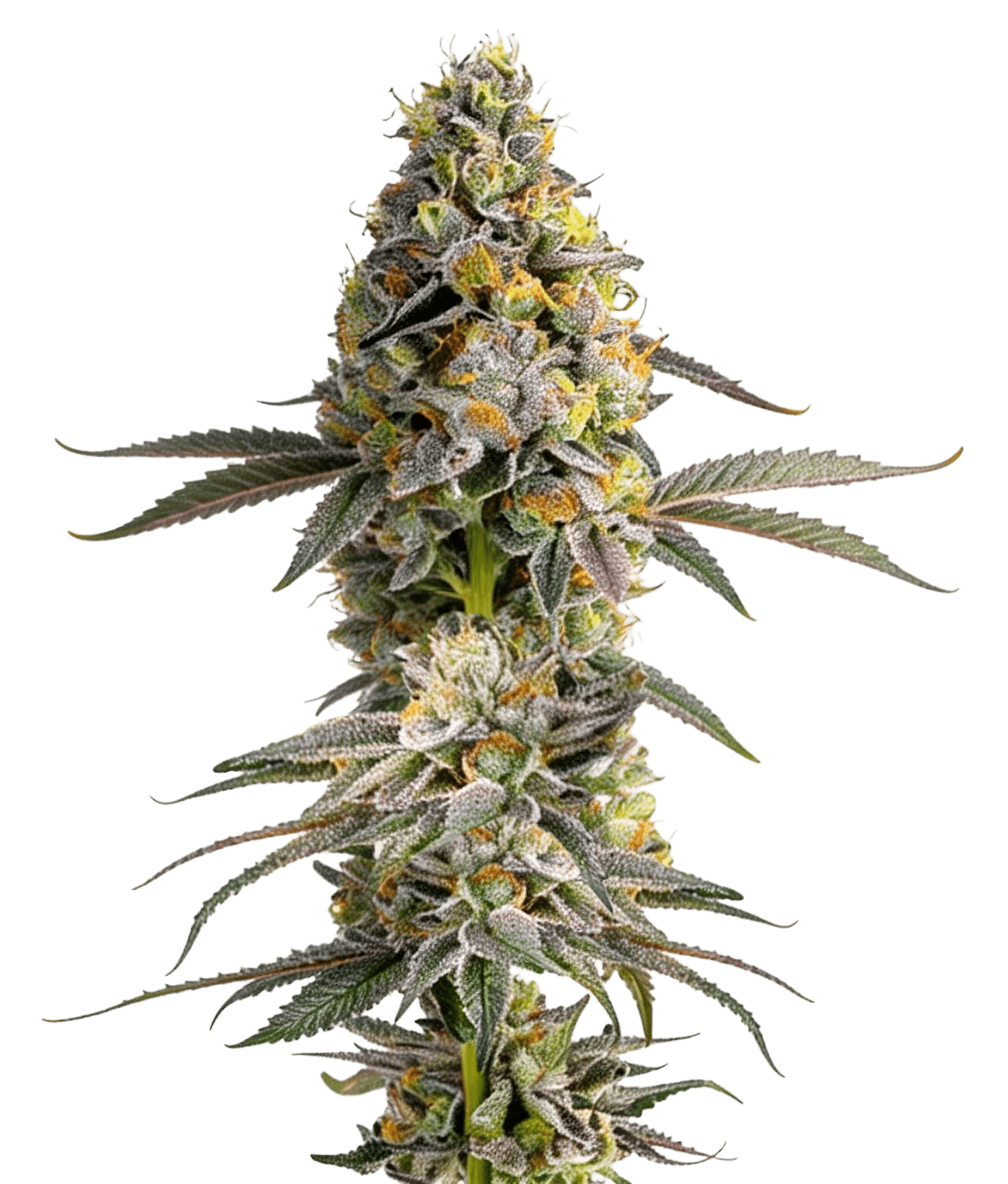 Zkittlez Feminized by Growers Choice Seeds (5) Zkittlez grow shot