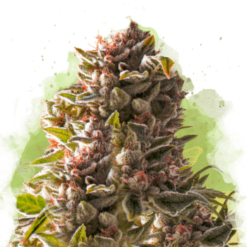 Aurora Indica Auto by Nirvana Seeds