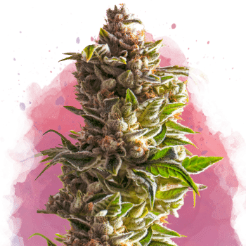 Aurora Indica Feminized by Nirvana Seeds