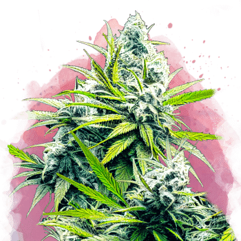 B-52 Feminized by Nirvana Seeds
