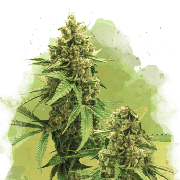 Big Bud Regular by Nirvana Seeds