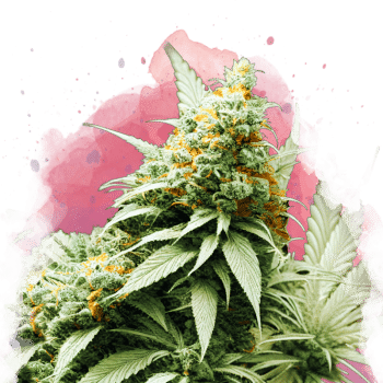 Big Bud Regular by Nirvana Seeds