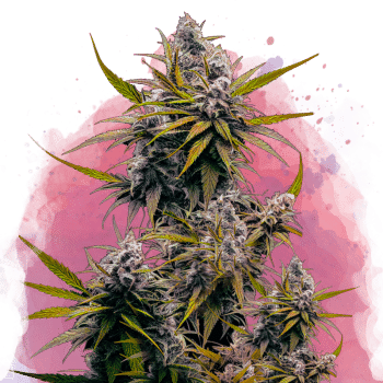 Black Jack Feminized by Nirvana Seeds