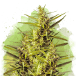 Blueberry Kush Auto by Nirvana Seeds