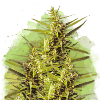 Blueberry Kush Auto by Nirvana Seeds