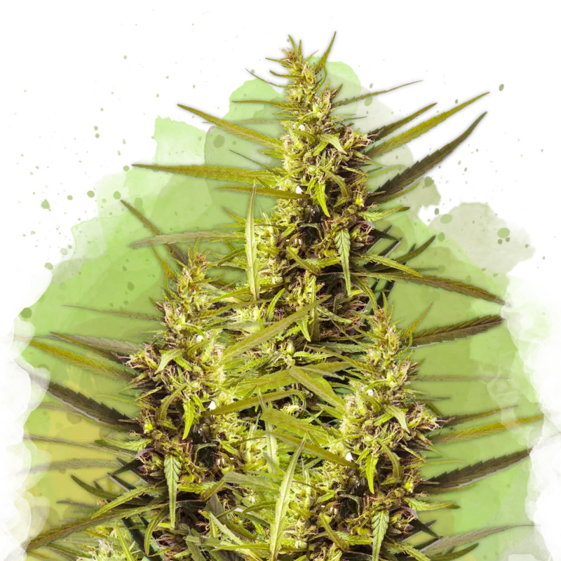 Blueberry Kush Auto by Nirvana Seeds Blueberry Kush Auto by Nirvana Seeds