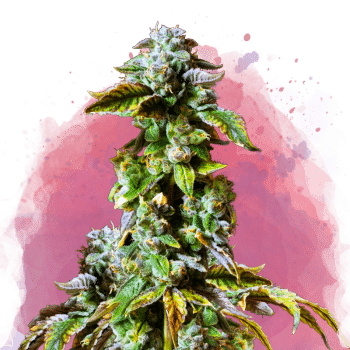 Durban Poison Feminized by Nirvana Seeds