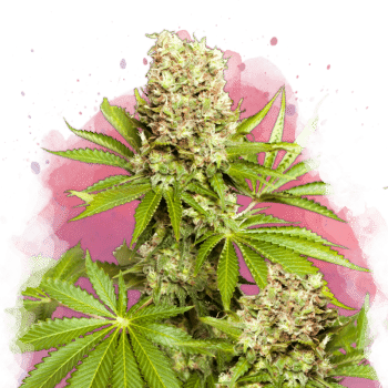 Hawaii Maui Waui Feminized by Nirvana Seeds