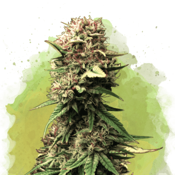Jock Horror Auto by Nirvana Seeds