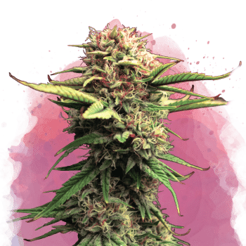 Jock Horror Feminized by Nirvana Seeds