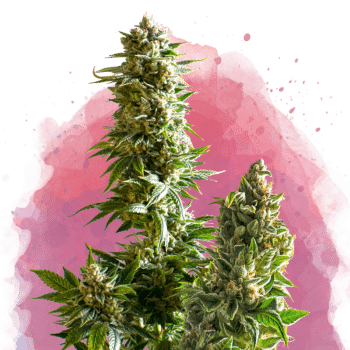 Master Kush Feminized by Nirvana Seeds