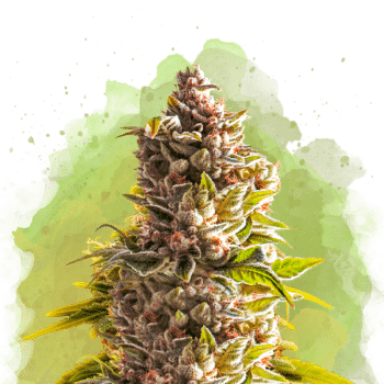 Northern Light Auto by Nirvana Seeds