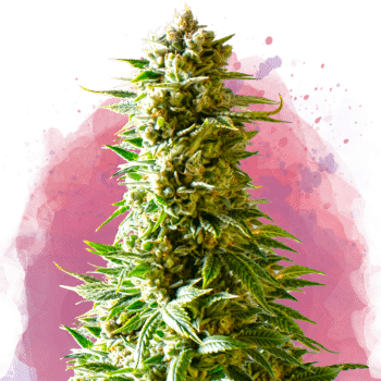 Northern Light Feminized by Nirvana Seeds