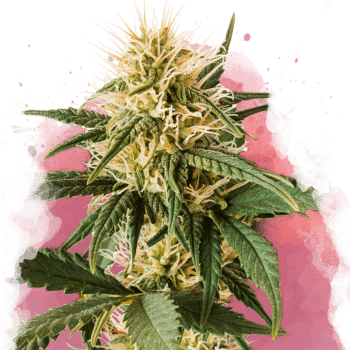 Pure Power Plant Feminized by Nirvana Seeds