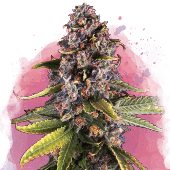 Raspberry Cough Feminized by Nirvana Seeds