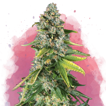 Skunk 1 Feminized by Nirvana Seeds