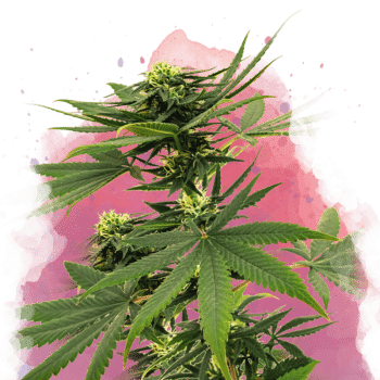 Sour Diesel Feminized by Nirvana Seeds