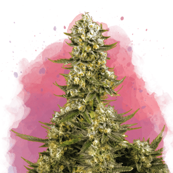 Super Silver Haze Feminized by Nirvana Seeds