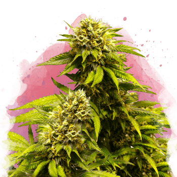 Super Skunk Feminized by Nirvana Seeds