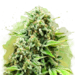 White Widow Auto by Nirvana Seeds