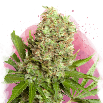 White Widow Feminized by Nirvana Seeds