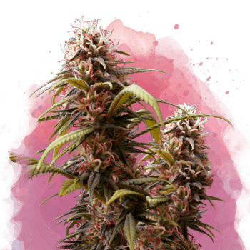 Wonder Woman Regular by Nirvana Seeds